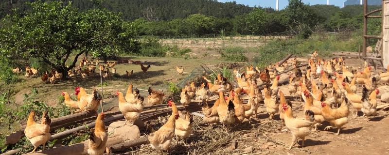 土鸡养殖技术，要根据市场需求和生产需要选择品种