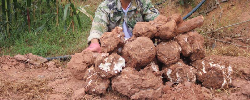 如何种植茯苓，可以进行春、秋两季接种