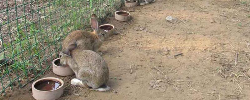 兔舍消毒方式，可采用物理消毒、生物消毒和化学药物消毒法