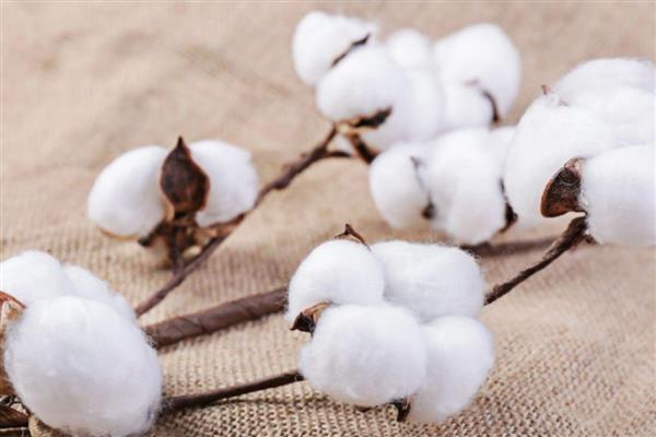棉花的分类,分为长绒棉、细绒棉和粗绒棉