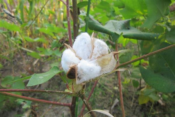 棉花的分类,分为长绒棉、细绒棉和粗绒棉