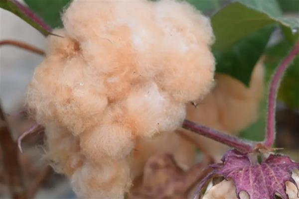 棉花的分类,分为长绒棉、细绒棉和粗绒棉