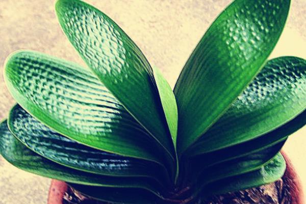 君子兰有哪些品种,常见的有圆头和尚体、圆头短叶等