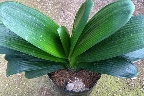 君子兰有哪些品种,常见的有圆头和尚体、圆头短叶等