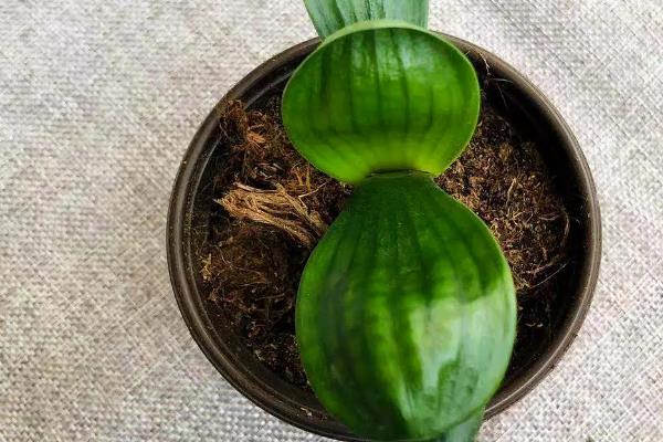 君子兰有哪些品种,常见的有圆头和尚体、圆头短叶等