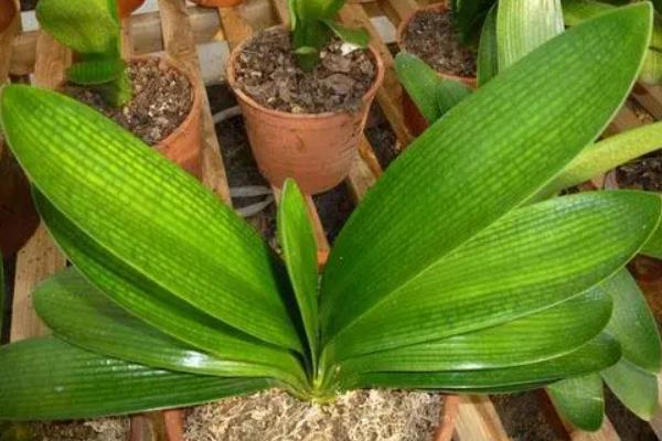 君子兰有哪些品种,常见的有圆头和尚体、圆头短叶等