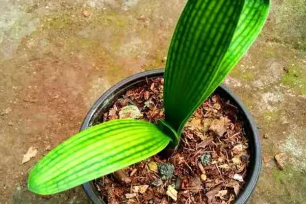 君子兰有哪些品种,常见的有圆头和尚体、圆头短叶等