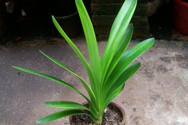 君子兰有哪些品种,常见的有圆头和尚体、圆头短叶等