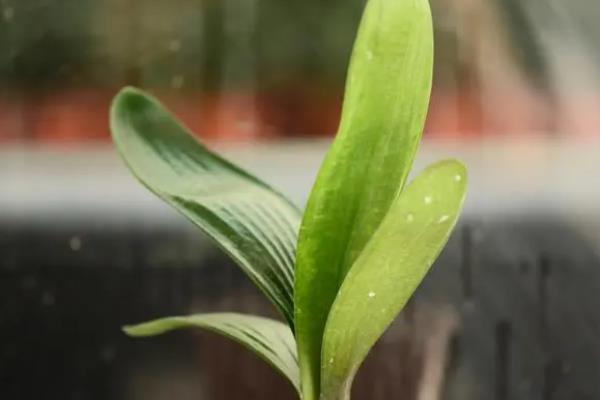 君子兰有哪些品种,常见的有圆头和尚体、圆头短叶等