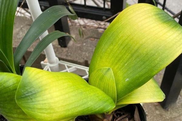 君子兰有哪些品种,常见的有圆头和尚体、圆头短叶等