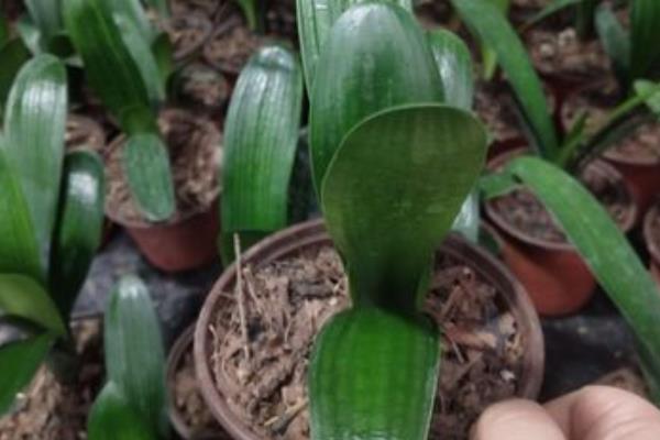 君子兰有哪些品种,常见的有圆头和尚体、圆头短叶等