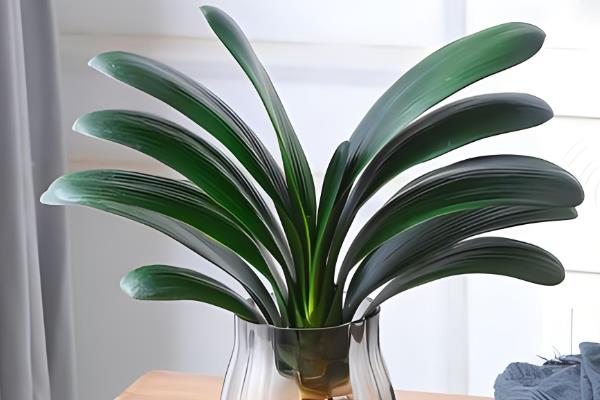 君子兰有哪些品种,常见的有圆头和尚体、圆头短叶等