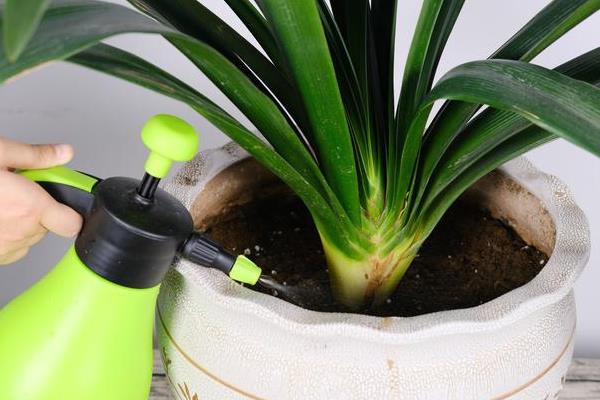 君子兰有哪些品种,常见的有圆头和尚体、圆头短叶等