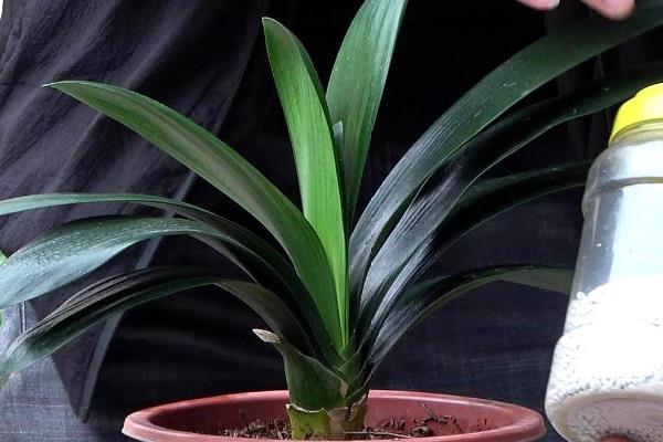 君子兰有哪些品种,常见的有圆头和尚体、圆头短叶等