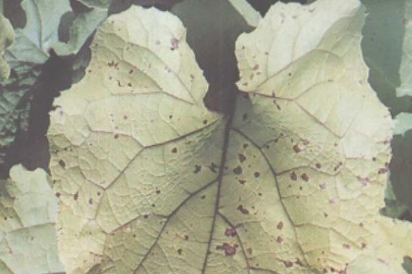 怎么防治牛蒡的病虫害,根据病虫害类型采取对应措施