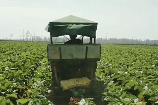 怎么防治牛蒡的病虫害,根据病虫害类型采取对应措施