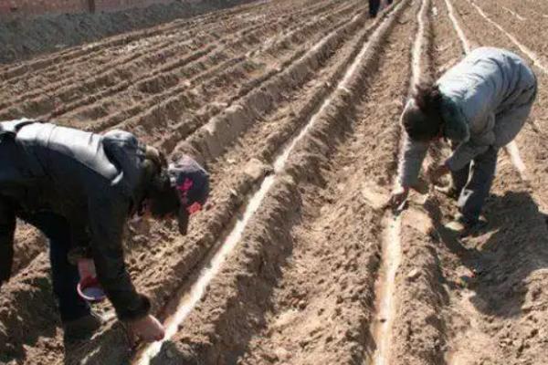 怎么防治牛蒡的病虫害,根据病虫害类型采取对应措施