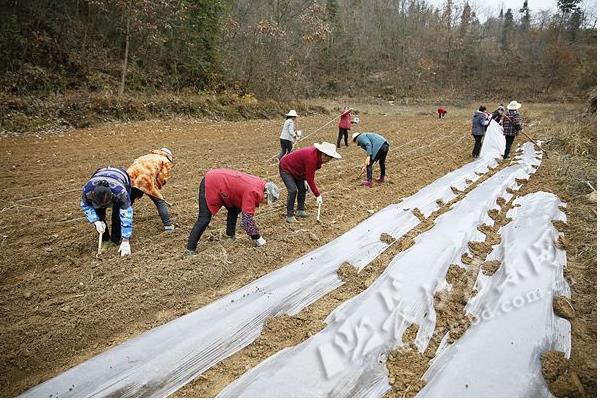 怎么防治牛蒡的病虫害,根据病虫害类型采取对应措施