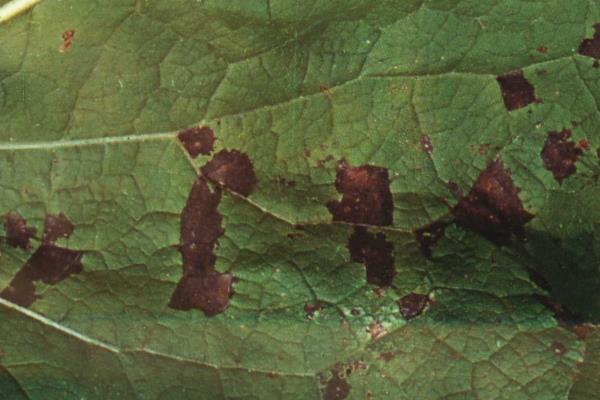 怎么防治牛蒡的病虫害,根据病虫害类型采取对应措施