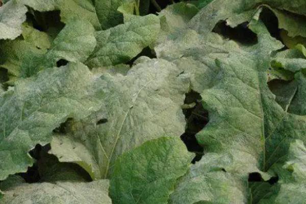 怎么防治牛蒡的病虫害,根据病虫害类型采取对应措施