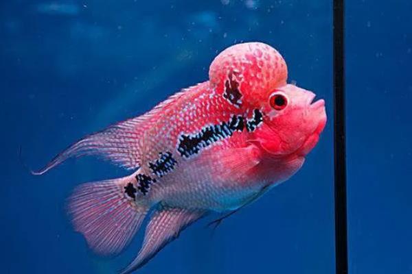 养好罗汉鱼的方法,应根据生长阶段调整水温