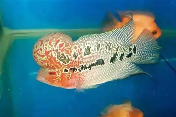 养好罗汉鱼的方法,应根据生长阶段调整水温