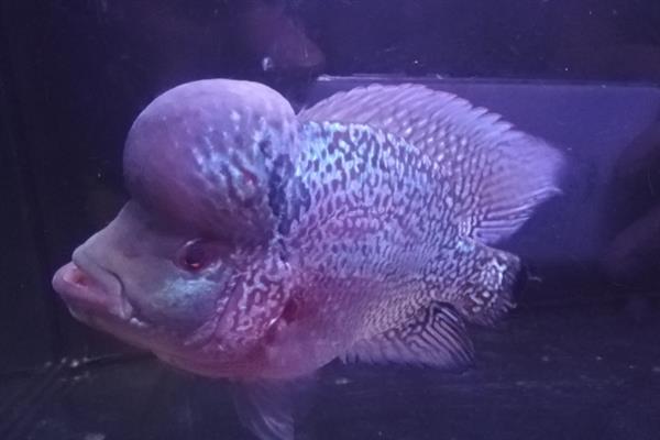 养好罗汉鱼的方法,应根据生长阶段调整水温