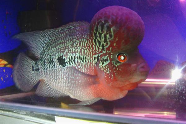 养好罗汉鱼的方法,应根据生长阶段调整水温