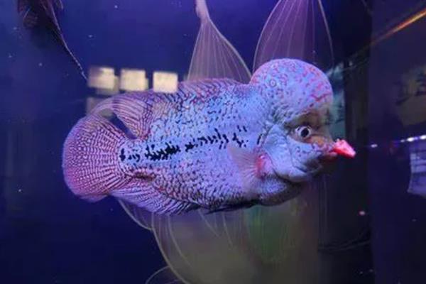 养好罗汉鱼的方法,应根据生长阶段调整水温