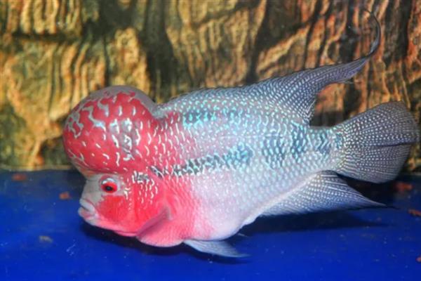 养好罗汉鱼的方法,应根据生长阶段调整水温