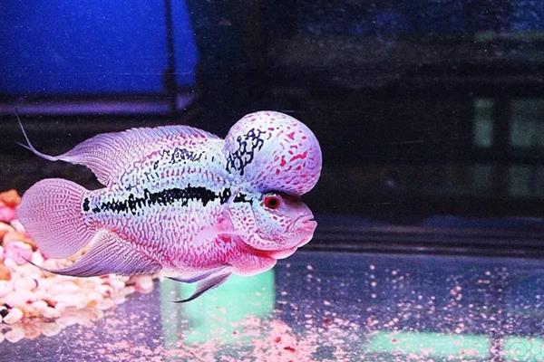 养好罗汉鱼的方法,应根据生长阶段调整水温