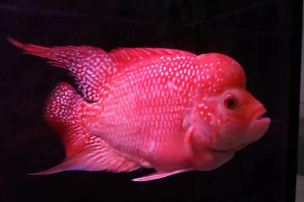 养好罗汉鱼的方法,应根据生长阶段调整水温