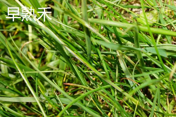 早熟禾与高羊茅有什么区别,种属、外观、原产地等方面均不同