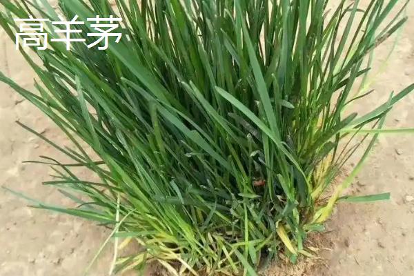 早熟禾与高羊茅有什么区别,种属、外观、原产地等方面均不同