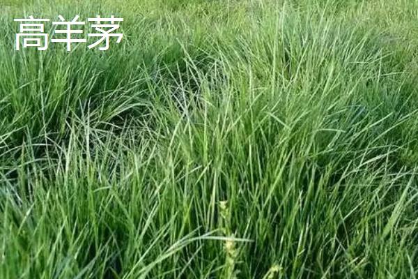 早熟禾与高羊茅有什么区别,种属、外观、原产地等方面均不同