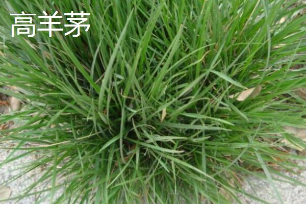 早熟禾与高羊茅有什么区别,种属、外观、原产地等方面均不同
