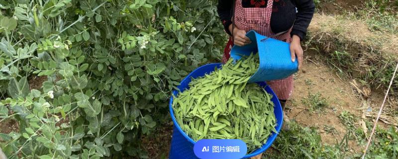 采摘荷兰豆的方法，直接摘下成熟的豆荚