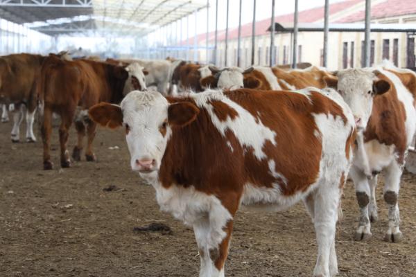 肉牛需要哪些营养，钙、磷、镁等元素皆有需求