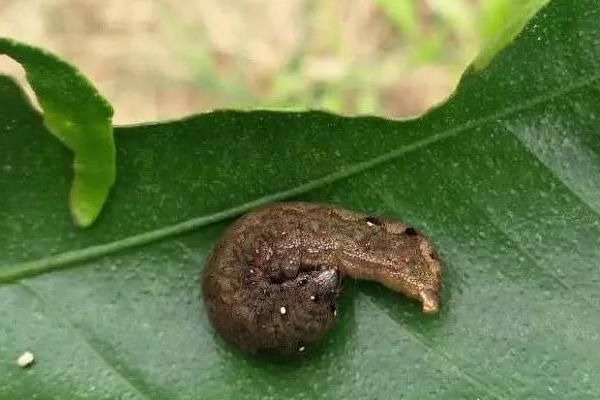 金花茶斜纹夜蛾的危害症状，受害处会形成多个孔洞