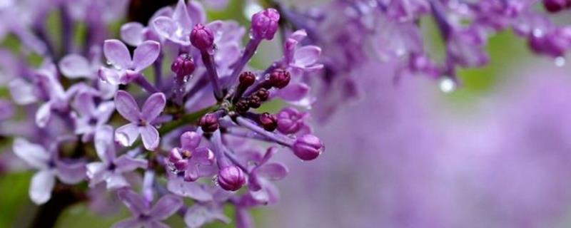 特香又好看的花有哪些，包括丁香花、风信子、栀子花等品种