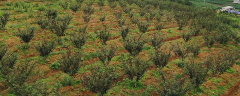 种植花椒的条件，平均气温要达到10-15℃