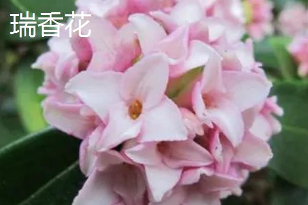 瑞香花和金边瑞香花有什么区别，前者的叶片正面呈深绿色、后者的叶缘有金边