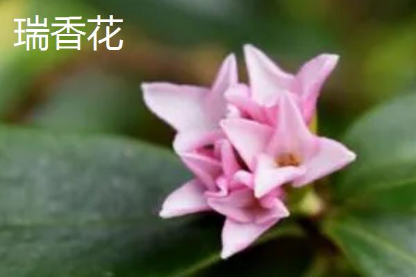 瑞香花和金边瑞香花有什么区别，前者的叶片正面呈深绿色、后者的叶缘有金边