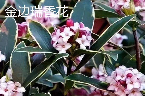 瑞香花和金边瑞香花有什么区别，前者的叶片正面呈深绿色、后者的叶缘有金边