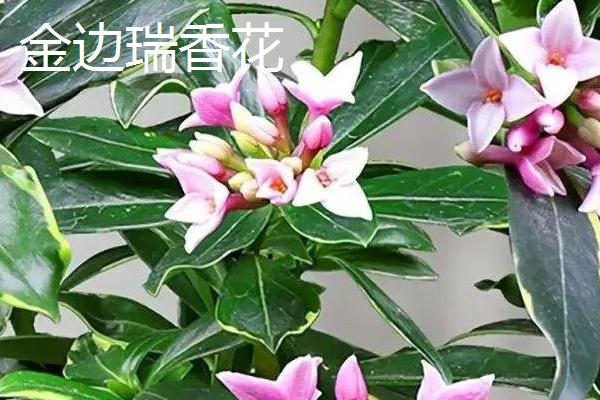 瑞香花和金边瑞香花有什么区别，前者的叶片正面呈深绿色、后者的叶缘有金边