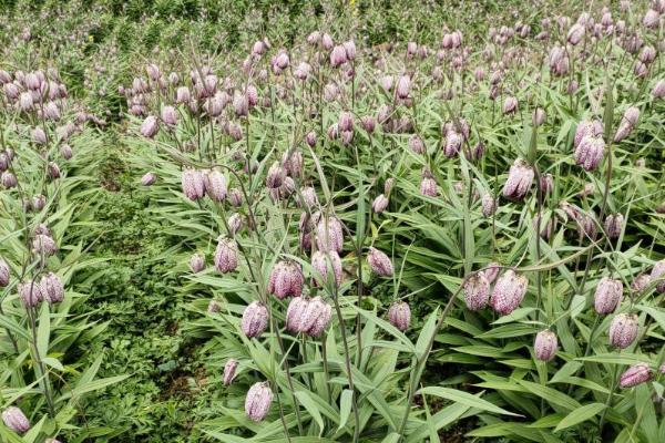 川贝母的种植时间，通常为9-10月份