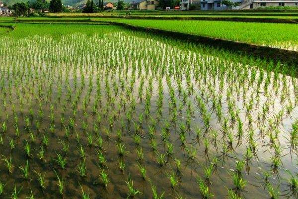 吉农大853水稻种子介绍，生育期间注意及时防治稻瘟病