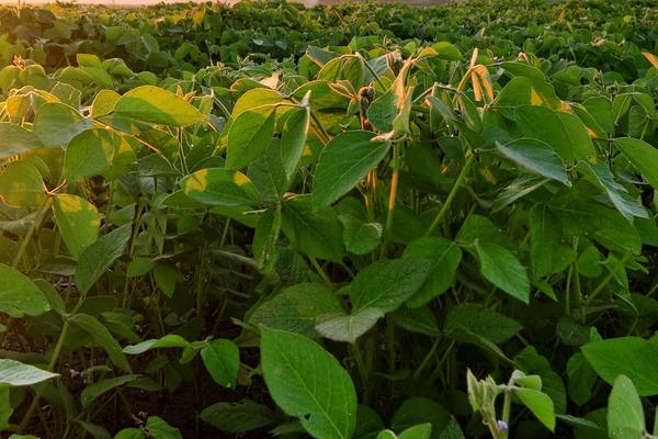 龙达4号大豆品种的特性，选择中上肥力地块种植