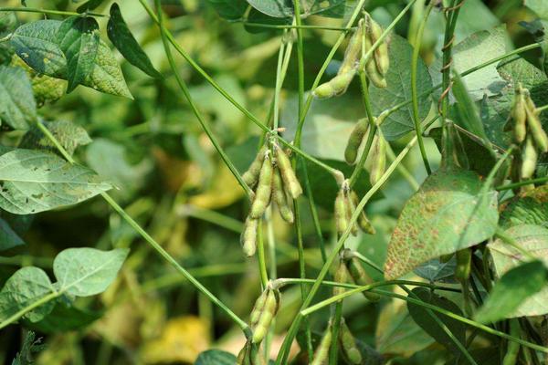 菏豆33号大豆种子介绍，适宜播期为6月10～25日