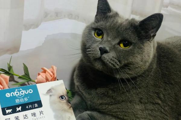 猫咪身上有跳蚤怎么处理，可使用体外驱虫药和药浴护理等